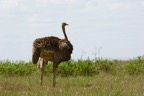 AIM Kenya 2  7027