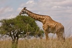 AIM Kenya 2  7059