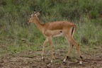 AIM Kenya 2  7128